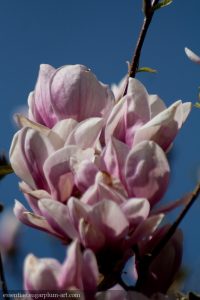 Magnolias - 2010